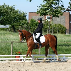 BP JEPS <br>Activités équestres mention Equitation en 1 an (FC)