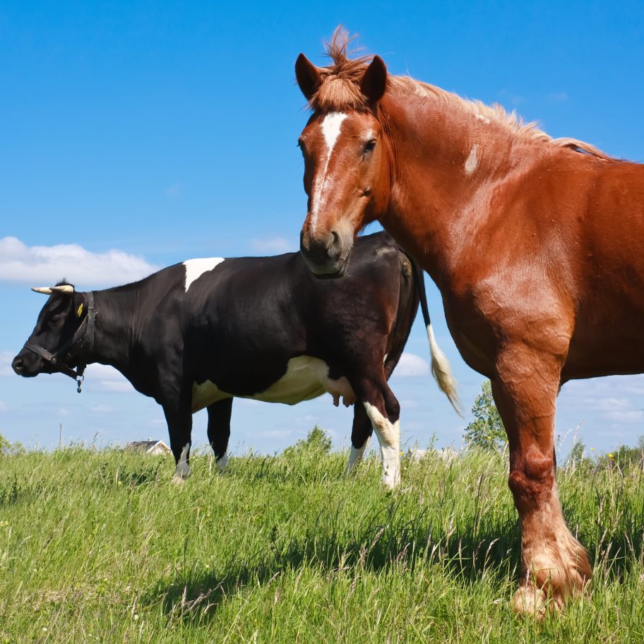 Bac Pro Cgea Soins Aux Animaux - Onisep