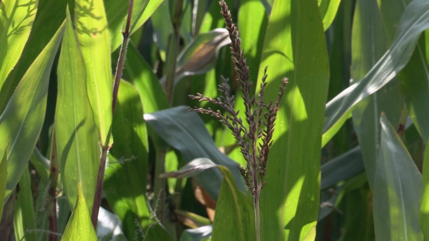 Audition de l’enseignement agricole privé : enseigner et produire autrement