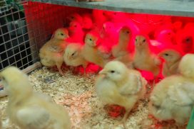 poussins