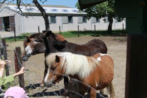 Poneys