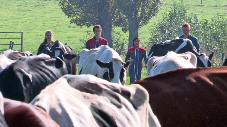 Bac Pro Cgea Soins Aux Animaux - Onisep
