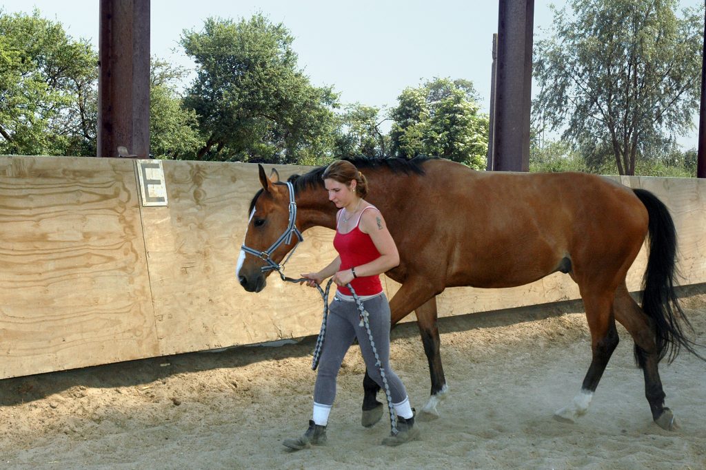 Métier du cheval, Ecole Nord, Genech