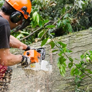 Bac Professionnel <br> Forêt