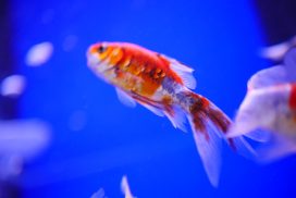 Animalerie - aquarium - poissons