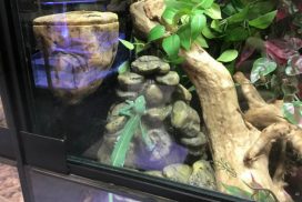 Caméléon