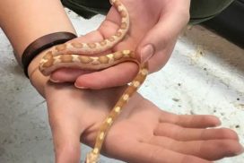 serpent
