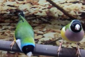 diamant de gould 11