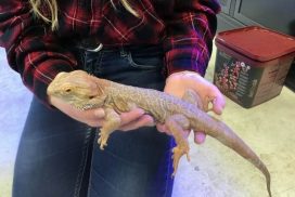 lézard