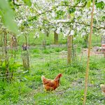verger-poules2
