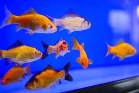 Poissons animalerie