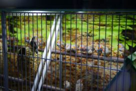 Oiseaux animalerie