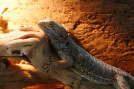 Caméléon animalerie
