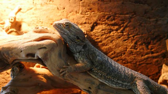 Caméléon animalerie