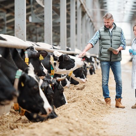 Mature head of large dairy farm with touchpad touching one of cows while consulting with veterinarian by cowshed