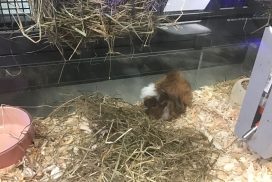 animalerie-cochon-inde-1