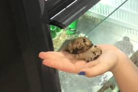 animalerie-escargot-1