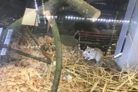 animalerie-gerbille-1