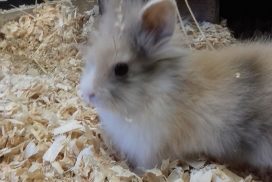 animalerie-lapin