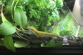 animalerie-lezard-1