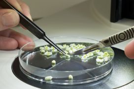 Labo In vitro Genech