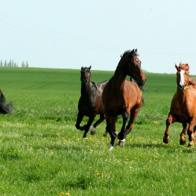 chevaux liberté centre équestre