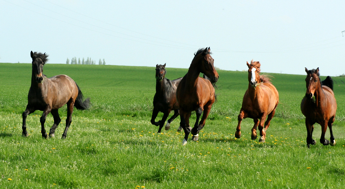 chevaux liberté centre équestre