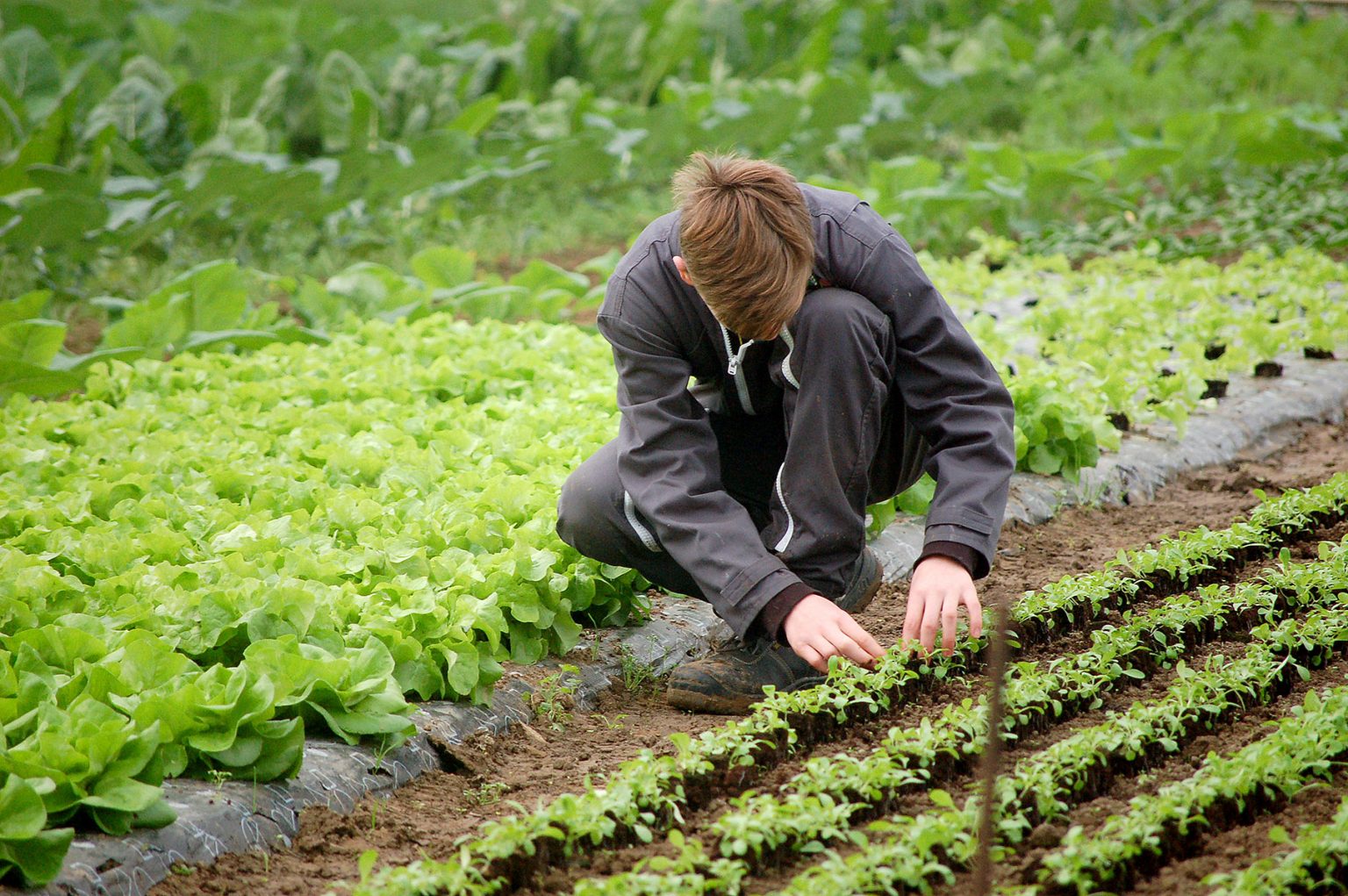L'horticulture, un des métiers d'origine de l'Institut de Genech