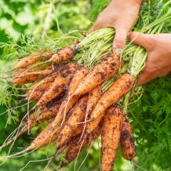 CS Conduite de production en agriculture biologique et commercialisation (Formation Continue)