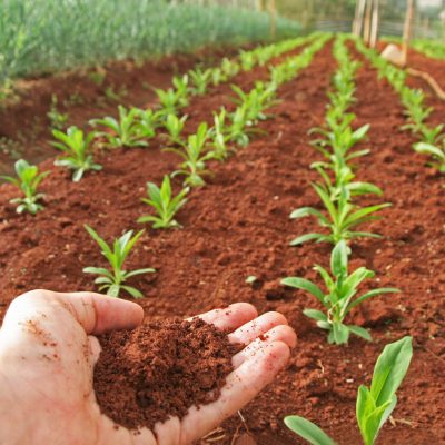 CAPa Métiers de l’Agriculture en 1 an (Formation continue)