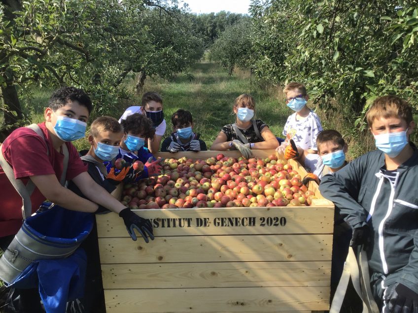 Cueillette de pommes