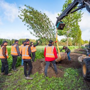 Manutention, transport et plantation de grands arbres
