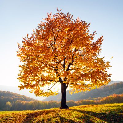 Analyse et diagnostic de l’état de l’arbre