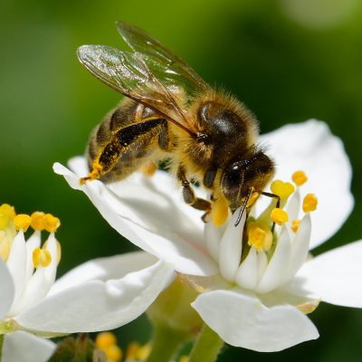 Méthodes alternatives aux produits phytosanitaires en espaces verts