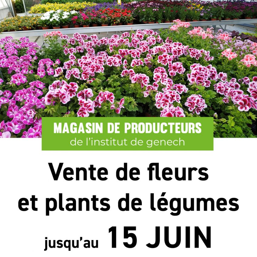 Vente de fleurs  et plants de légumes