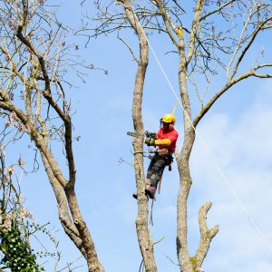 Démontage des arbres avec ou sans rétention