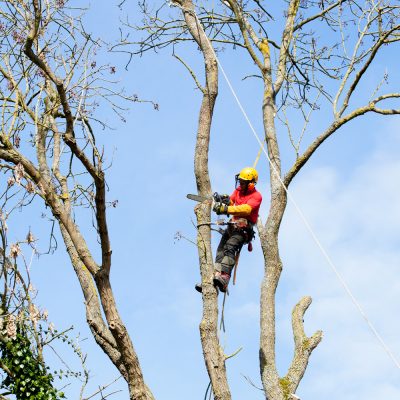 Démontage des arbres avec ou sans rétention