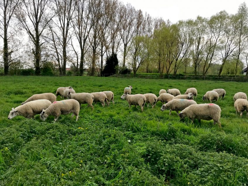 Eco-pâturage en partenariat avec nos voisins