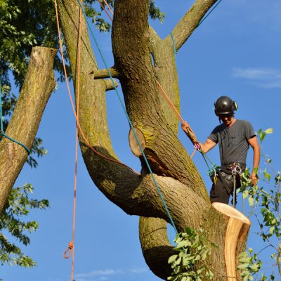 Techniques de grimpe et de déplacement dans l’arbre – perfectionnement