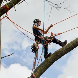 Techniques de grimpe et de déplacement en sécurité – Initiation