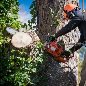 Utilisation de la tronçonneuse en toute sécurité (niveau 2)